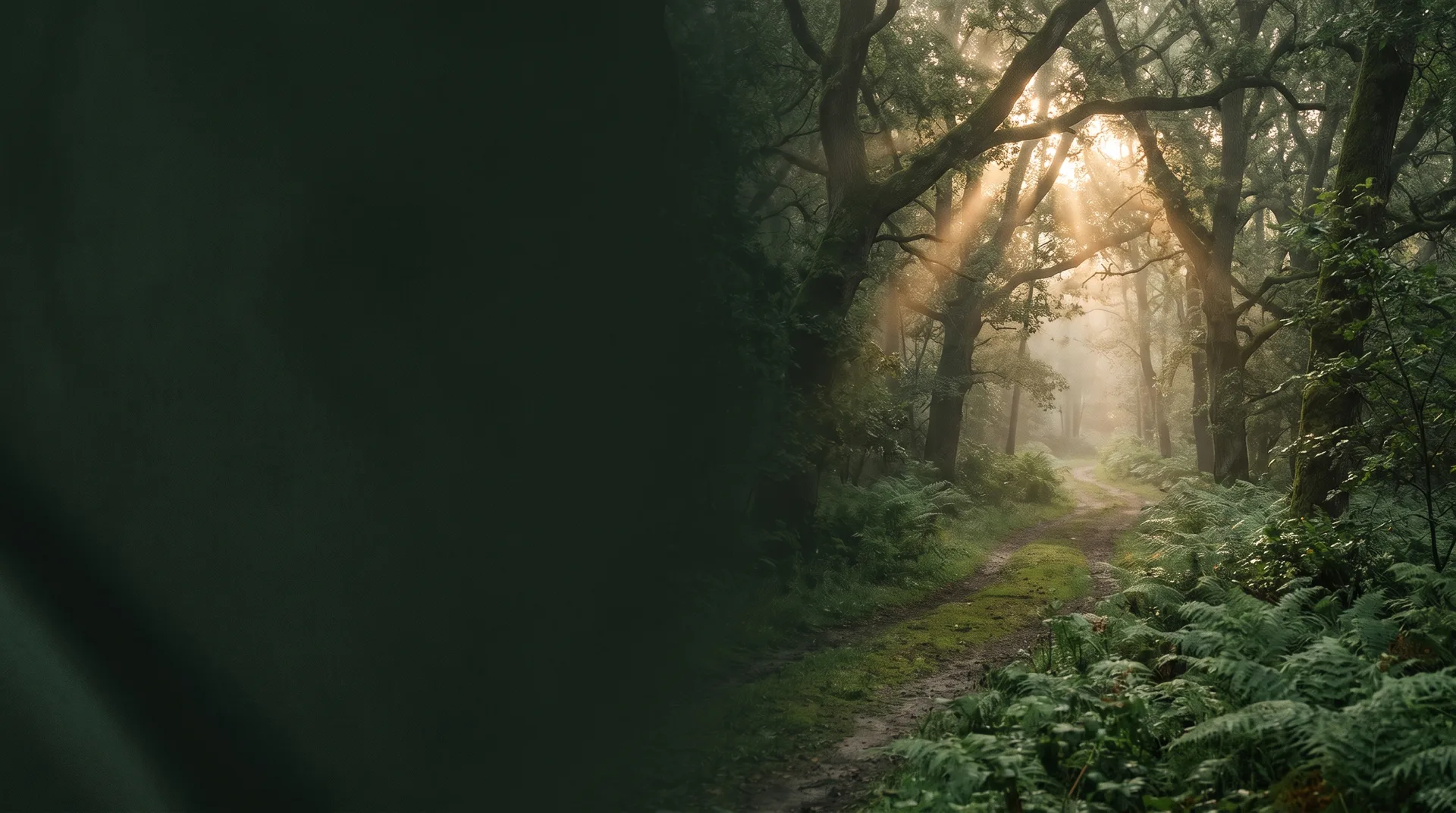 Donkere dennen — Licht dat zich een weg zoekt